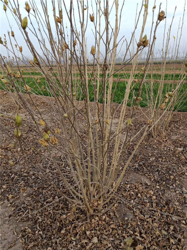 叢生木槿照片種植基地實拍