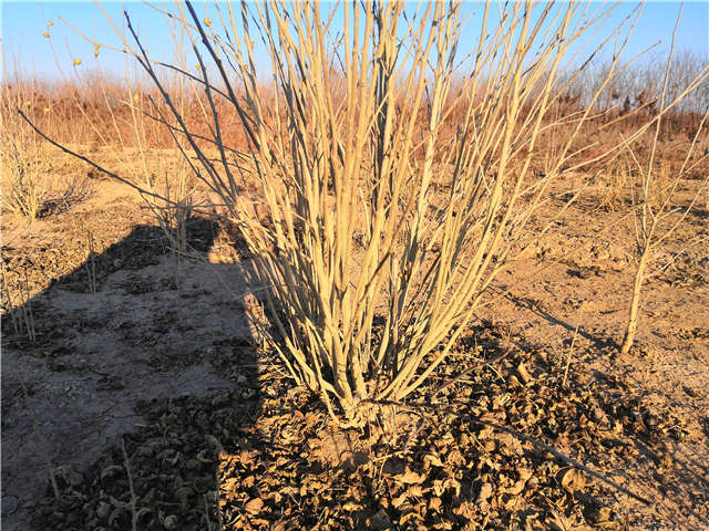叢生木槿照片種植基地實拍