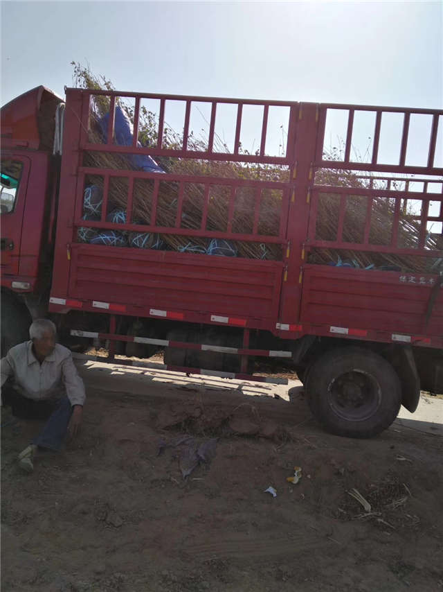 叢生木槿裝車現場