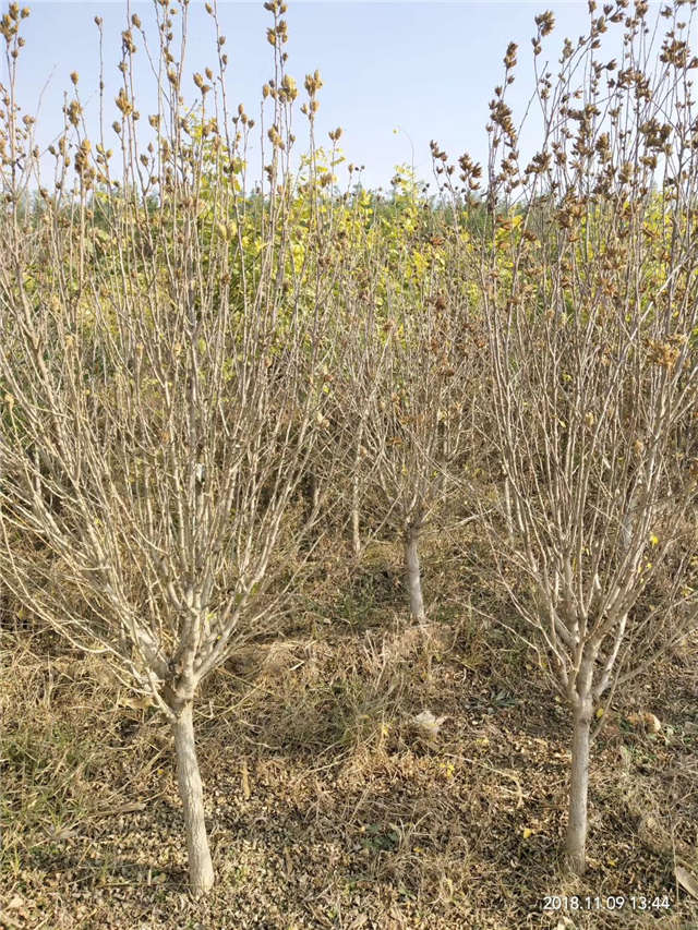 獨干木槿照片種植基地實拍