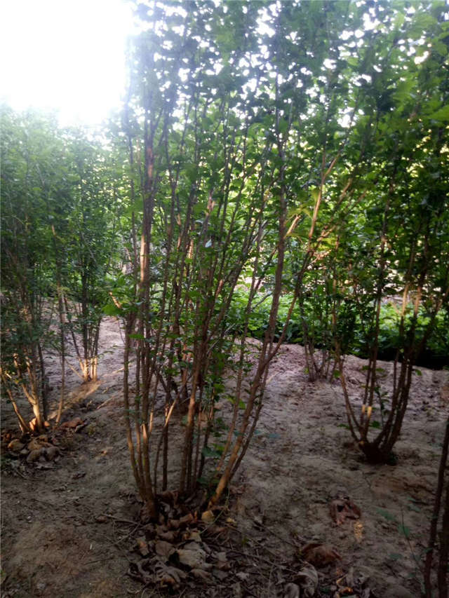 叢生木槿照片種植基地實拍