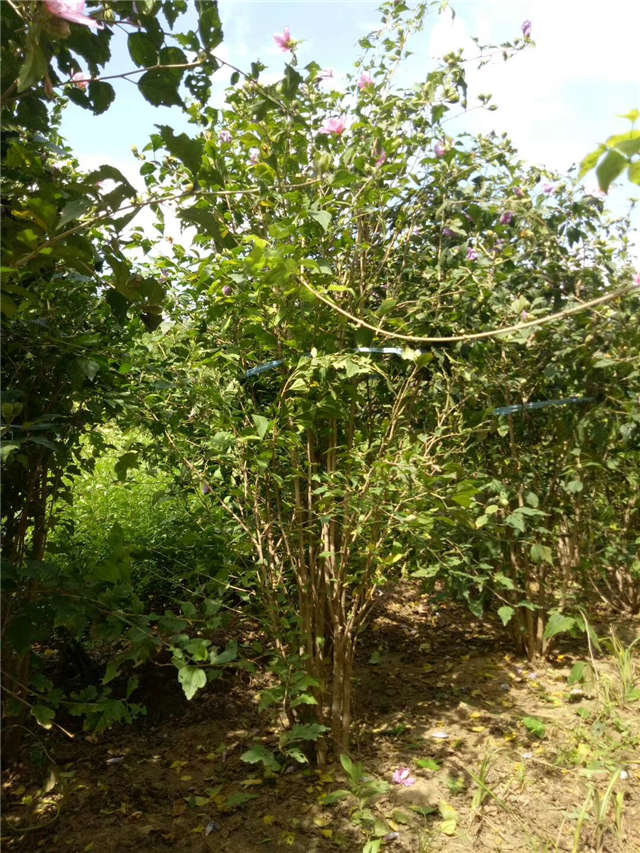 叢生木槿照片種植基地實拍