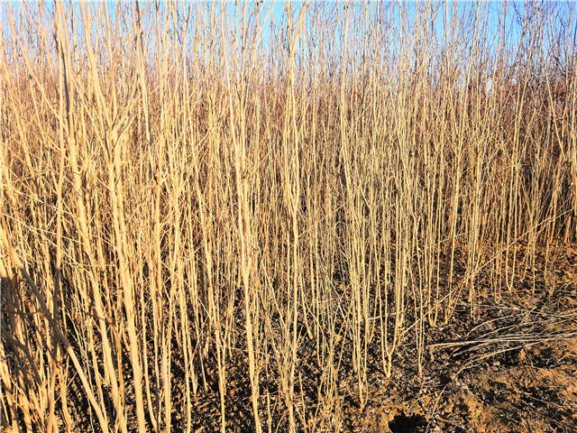 叢生木槿照片種植基地實拍