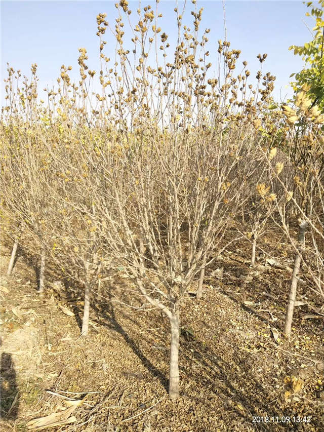 獨干木槿照片種植基地實拍