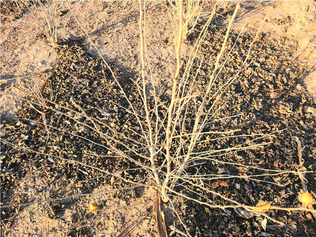 叢生木槿照片種植基地實拍