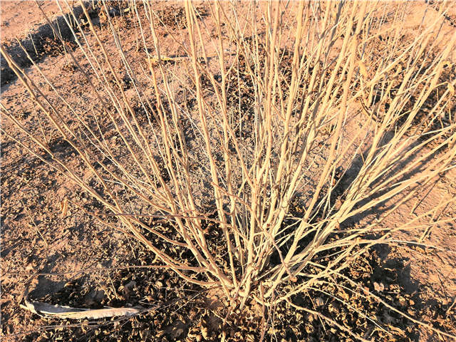 叢生木槿照片種植基地實拍