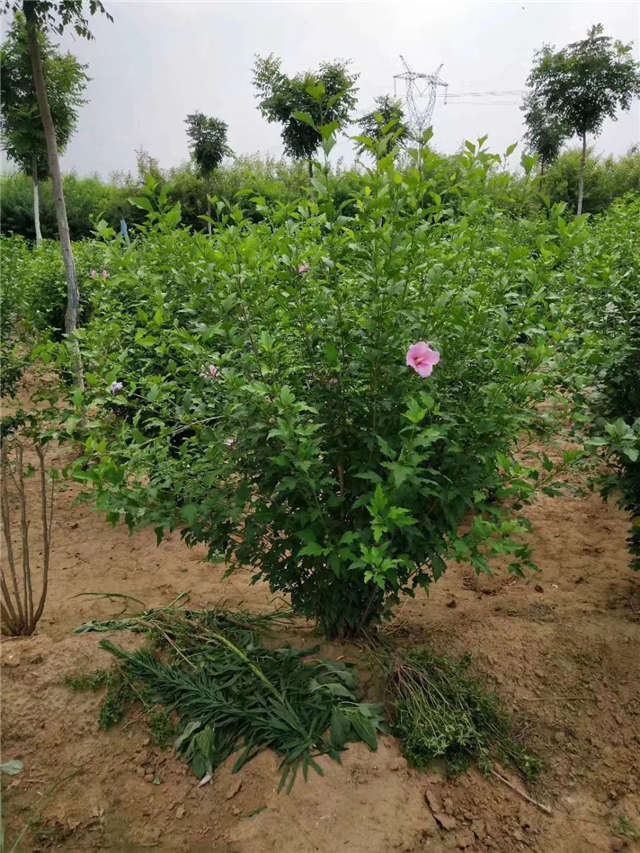 叢生木槿照片種植基地實拍
