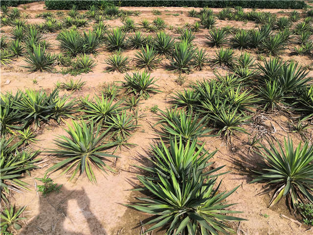 沭陽(yáng)長(zhǎng)景園林劍麻種植基地實(shí)拍圖片