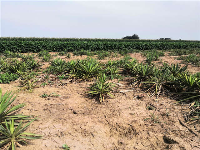沭陽(yáng)長(zhǎng)景園林劍麻種植基地實(shí)拍圖片