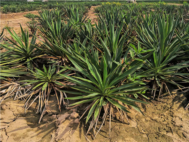 沭陽(yáng)長(zhǎng)景園林劍麻種植基地實(shí)拍圖片