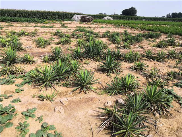 沭陽(yáng)長(zhǎng)景園林劍麻種植基地實(shí)拍圖片
