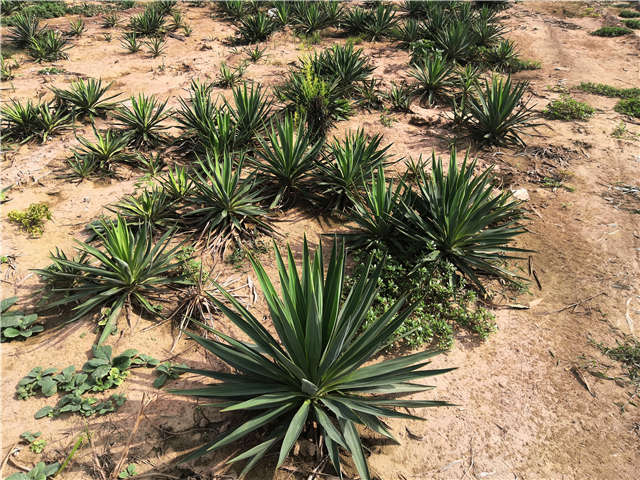 沭陽(yáng)長(zhǎng)景園林劍麻種植基地實(shí)拍圖片