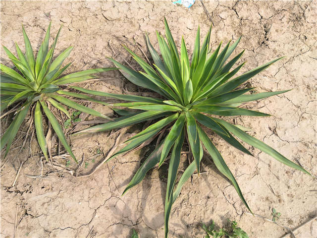 沭陽(yáng)長(zhǎng)景園林劍麻種植基地實(shí)拍圖片