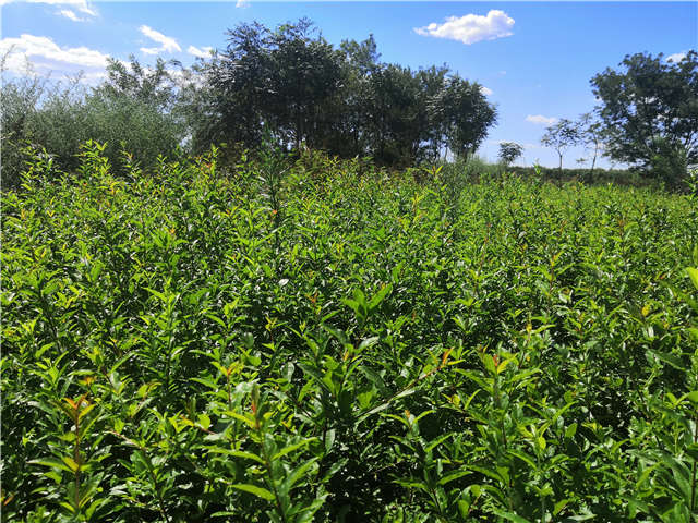 沭陽長景園林花石榴種植基地實(shí)拍圖片
