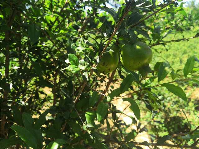 沭陽長景園林花石榴種植基地實(shí)拍圖片