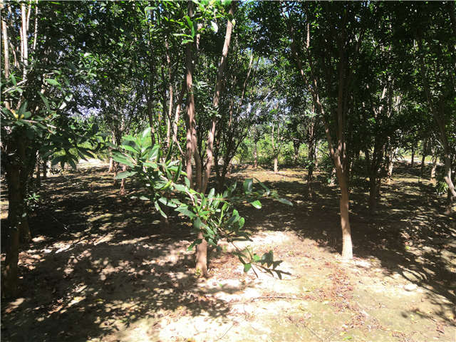 沭陽長景園林花石榴種植基地實(shí)拍圖片