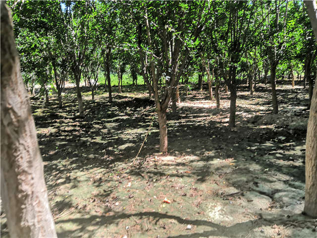 沭陽長景園林花石榴種植基地實(shí)拍圖片