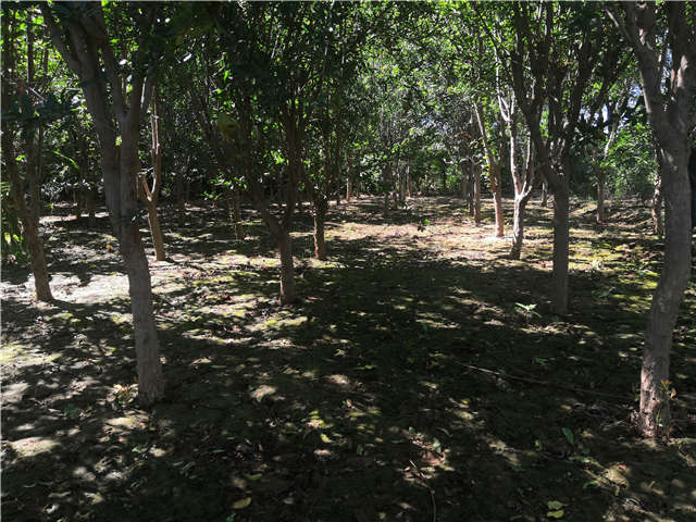 沭陽長景園林花石榴種植基地實(shí)拍圖片