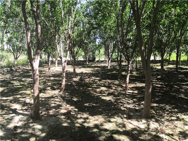 沭陽長景園林花石榴種植基地實(shí)拍圖片