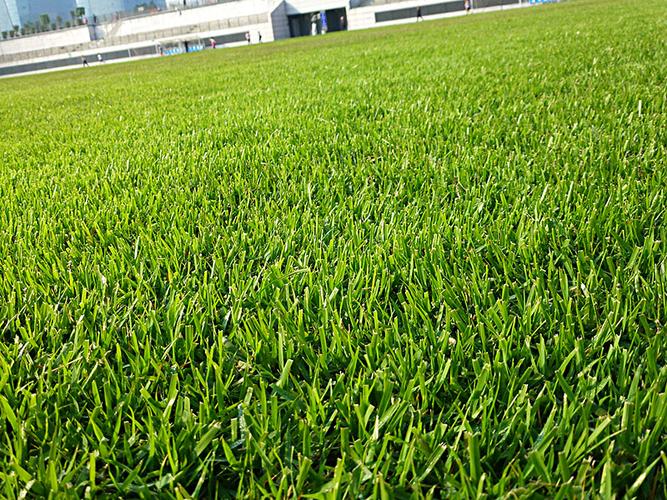足球場(chǎng)天然草坪